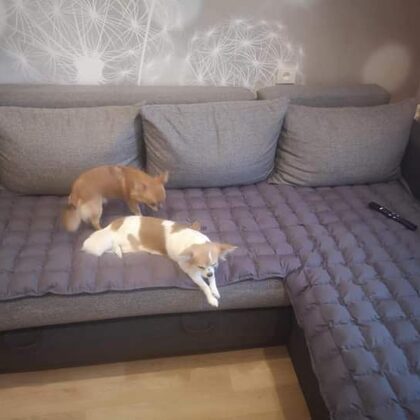 Nr. 6055ST  / T.+371 29661256 / E-mail : akalnina622@inbox.lv