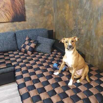 Nr. 6060ST  / T.+371 29661256 / E-mail : akalnina622@inbox.lv